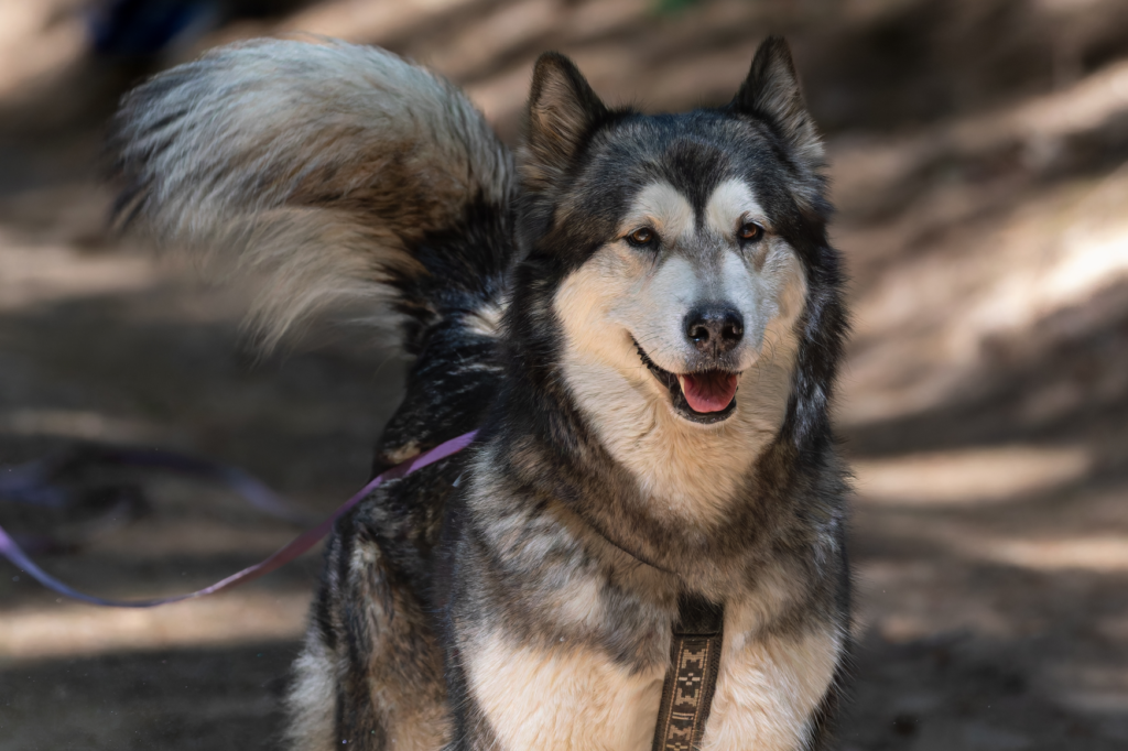 toundra malamute